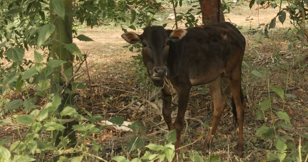 Top Mistakes of Zero Budget Natural Farming&nbsp;(ZBNF)