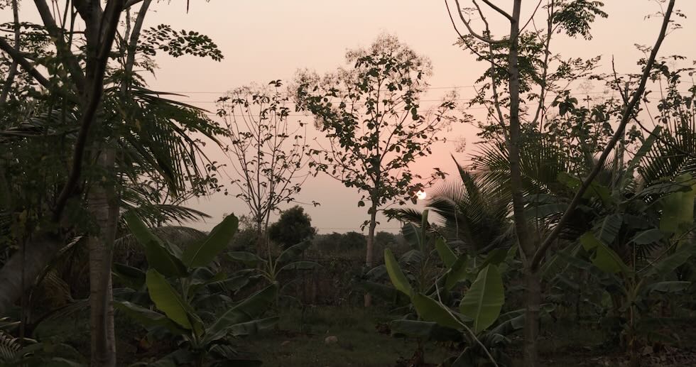 Zero Budget Natural Farming (ZBNF): A Revolution Rooted in the&nbsp;Soil