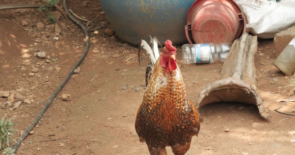 Is Zero Budget Natural Farming (ZBNF)&nbsp;Practical?