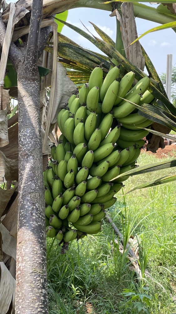 🌿 Unlocking the Power of Value-Added Products in Natural&nbsp;Farming